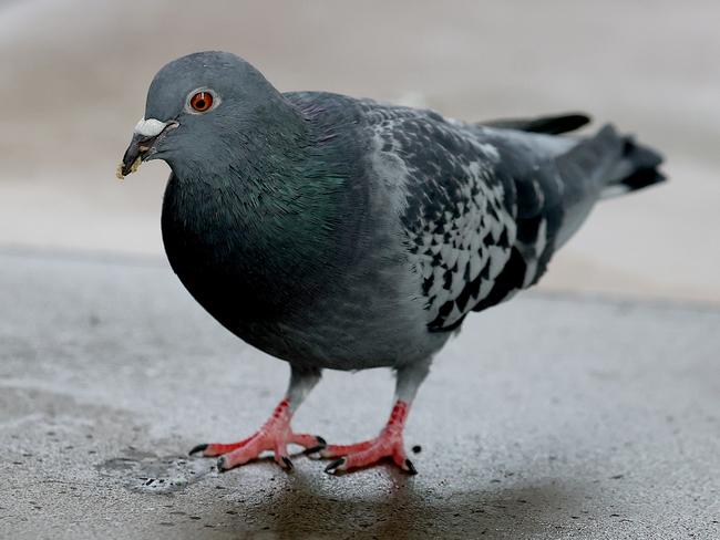 SYDNEY, AUSTRALIA - NewsWire Photos JUNE 21st, 2021: A pigeon in Sydney. Picture: NCA NewsWire / Dylan Coker