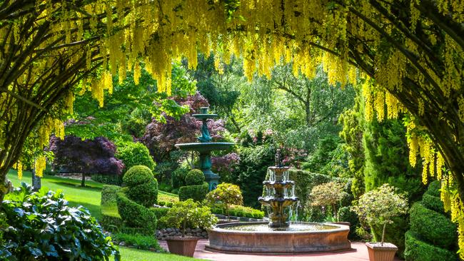 Dripping flowers: The laburnum arch at Forest Glade Gardens at Mt Macedon. Picture: Supplied