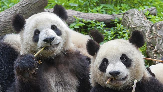 Fancy scooping up panda poop? This is China as you’ve never seen before ...