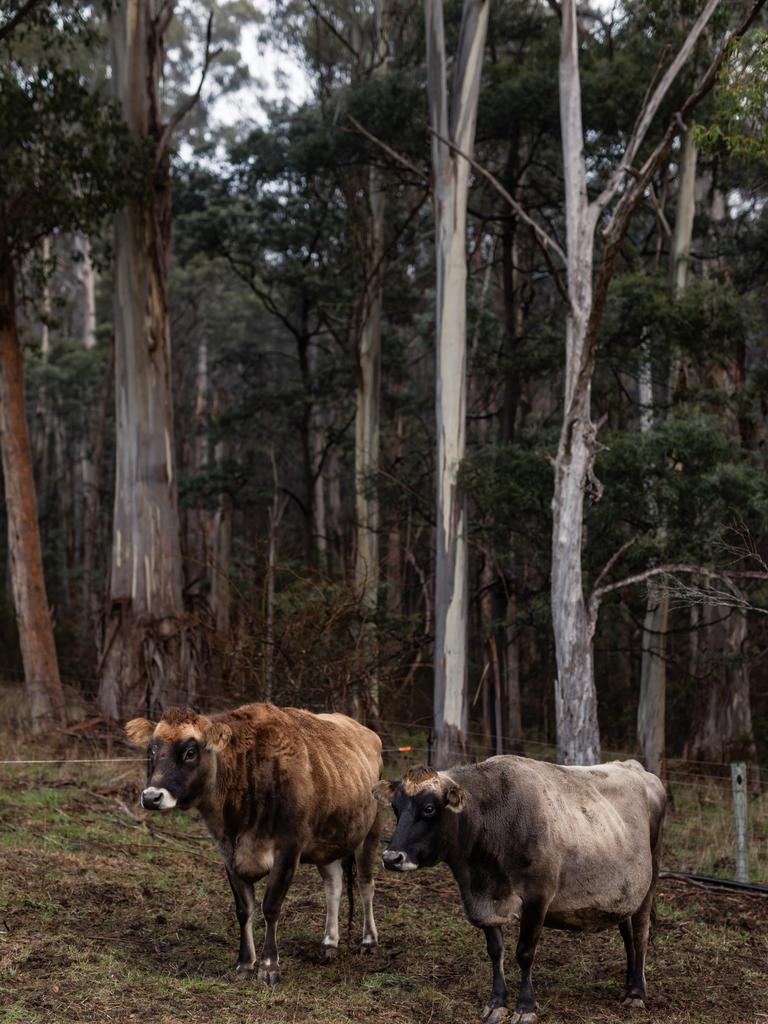 Evans’ jersey cows each produce approximately 10 litres of milk each day. Picture: Adam Gibson