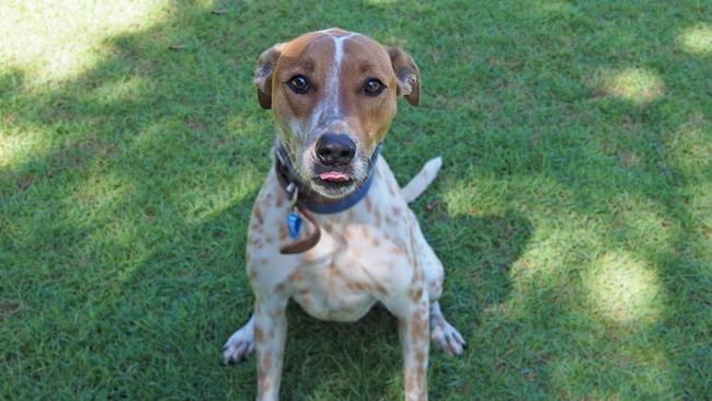 Wilson is pet of the week at the Coffs Harbour RSPCA shelter.