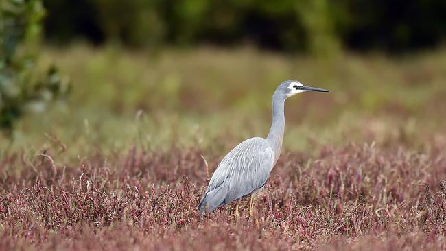 Wildlife at Davistown Wetlands. Picture: Troy Snook