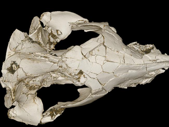 This image provided by Joseph Groenke via Bruce Bobbins shows a cast of the skull of the mammal Vintana sertichi. The skull of the previously unknown mammal was found in Madagascar. (AP Photo/Stony Brook University, Joseph Groenke)