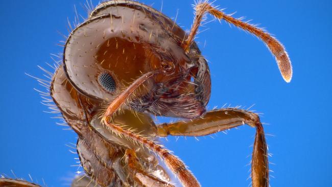 The red imported fire ant is spreading in southeast Queensland. Picture: Alex Wild / University of Texas