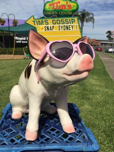 Pig puts on a happy face for #SnapSydney.