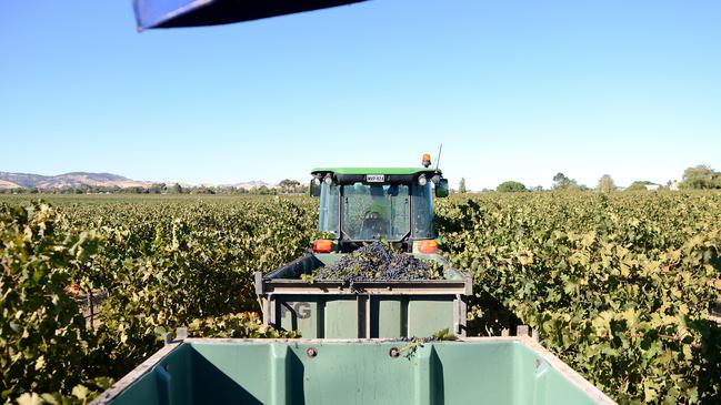 Treasury Wine has a strong portfolio of premium labels led by Penfolds, Wolf Blass and Wynns while its North American wine business is 92 per cent weighted towards the luxury category. Picture: Carla Gottgens/Bloomberg