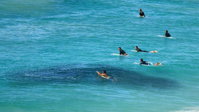 Surfers take no notice to large bait balls while surfing at Duranbah Beach just days after a fatal shark attack just 500 metres away at Greenmount Beach. Photo: Scott Powick.