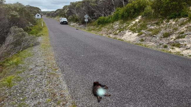 Two Tasmanian devils were killed after being hit by a car in the state's north west at Arthur River. Pic: Supplied.