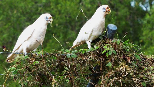 Little Corellas at Elanora Wetlands. Supplied by Donna Mroz Turcic.