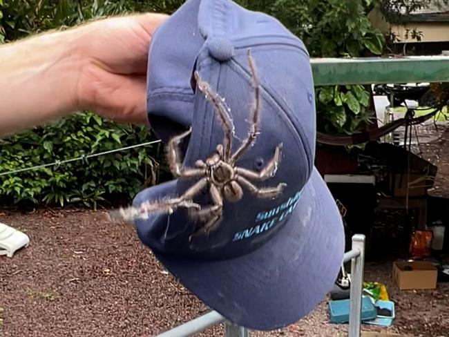 Snake catchers find massive huntsman in bedroom with snake. Picture: Sunshine Coast Snake Catchers / Facebook