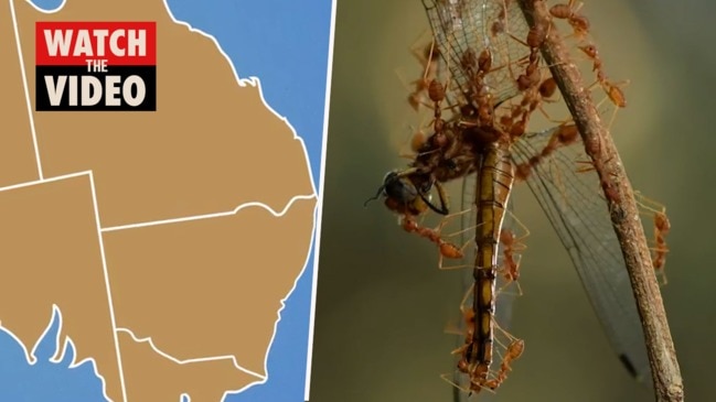 How small are humans in comparison to the earth's size? If the earth were  the size of a basketball, would humans be the size of ants? Or would they  be smaller? 