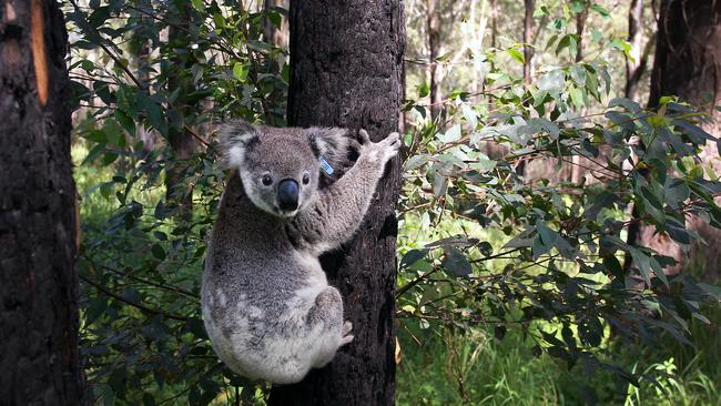 The NSW Government has been at war over koala protection in the state. Photo: Lisa Maree Williams/Getty Images