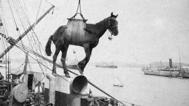 A horse is loaded onto a troop transport ship in 1915. Picture: Australian War Memorial