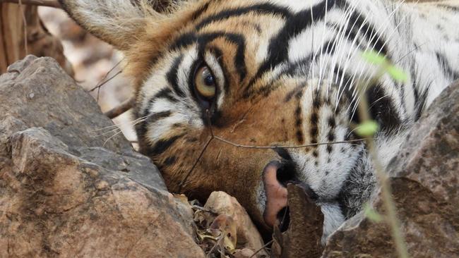 Tigress Sharmilee wakes from her afternoon nap in Ranthambore National Park. Picture: Penny Hunter