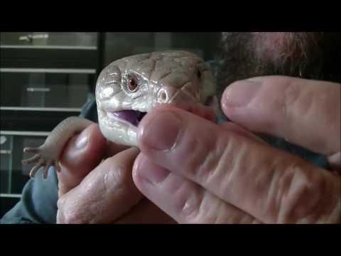 ANIMALS:    Blue Tongue Lizard Snacks on Chicken   October 12