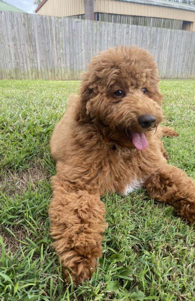 Walter: Kandi-le Gees' 5 month old Mini Groodle