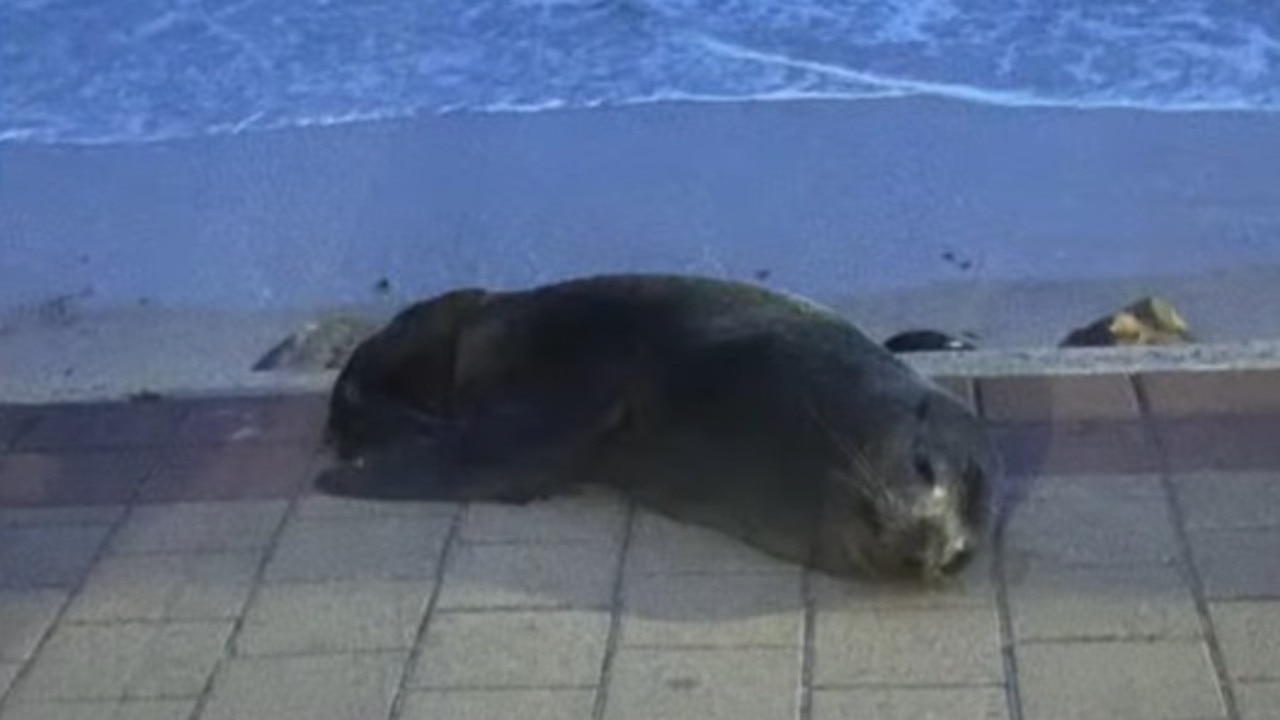 High and dry: Seal spotted on footpath as storm surge looms