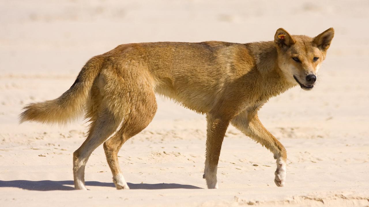 A Fraser Island dingo that mauled a five-year-old boy on Sunday afternoon will not be euthanised, authorities have confirmed.