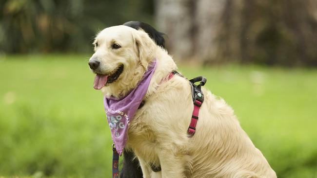 Million Paws Walk at Adelaide Botanic Gardens. Picture: Matt Loxton