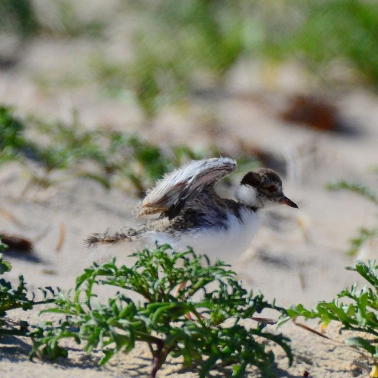 Record-breaking breeding season for Fleurieu’s hooded plovers | The ...