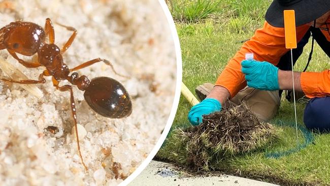 The invasive imported red fire ant has been detected in Northern NSW for the first time.