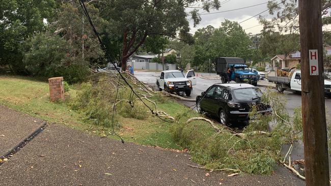 A tree fell on power lines during a storm at Keldie St, Forestville yesterday afternoon. Picture: Dean Ritchie