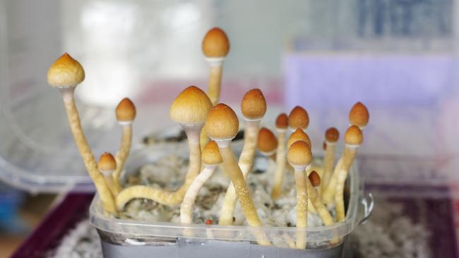 BLS has been granted Australia's first GMP licence to manufacture psilocybin.