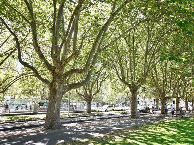 Although trees will be ­replanted, it can be revealed some will not grow to full height for up to 50 years. Picture: Mark Stewart