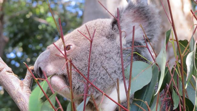 A koala at Currumbin Wildlife Sanctuary. Photo: Kristy Muir