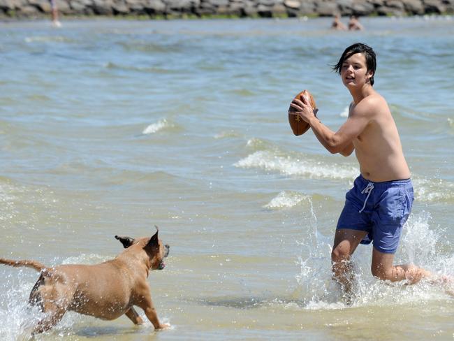 4PM: Jason Conn of Bayswater and Hurry the 2.5yo American Staffy try and cool off at Elwood Beach. Picture: Andrew Henshaw