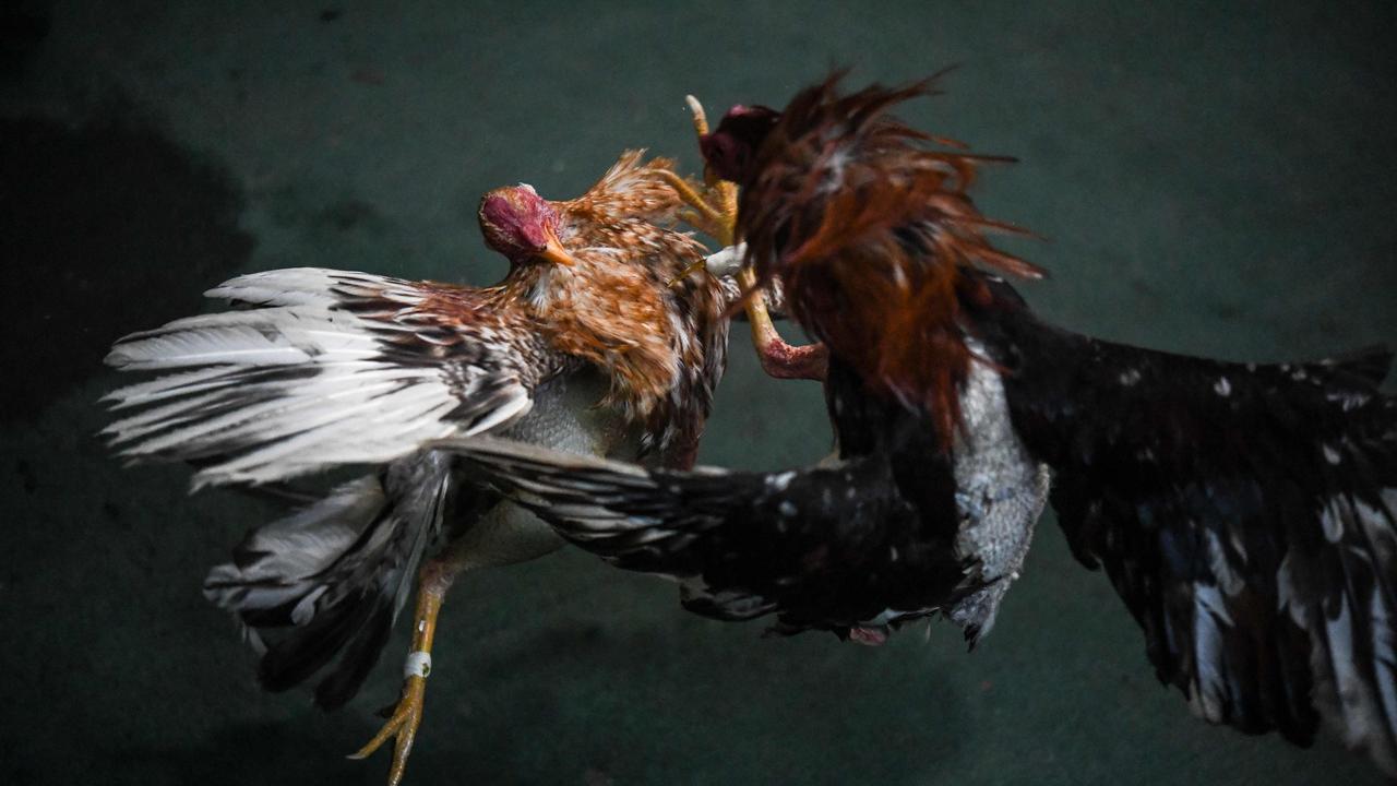 Malmsbury Cockfighting Operation Shut Down By Rspca Police And Council Herald Sun 