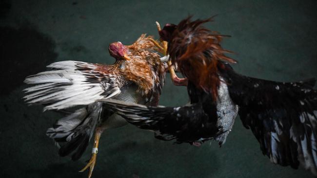 A massive cockfighting operation in Melbourne’s north, totalling nearly 200 birds, was broken up.