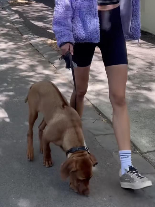 Bec Judd walks her Rhodesian ridgeback puppy, Snoop.