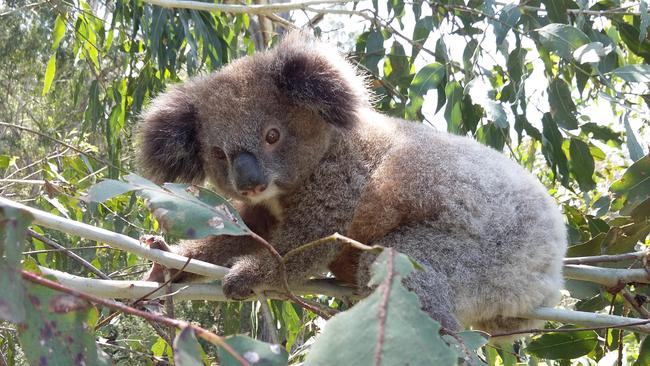 Koala spotters needed for Bongil Bongil annual survey.