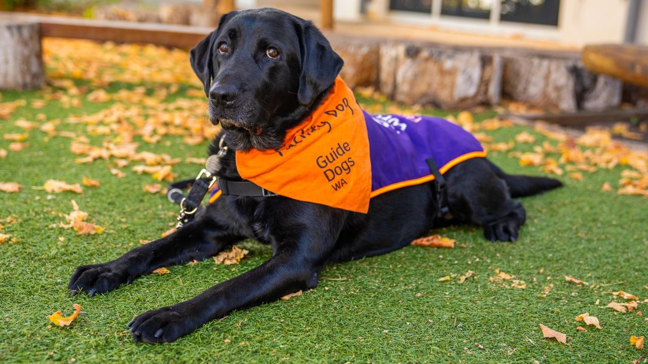 Winston, a Black Labrador Retriever, was specifically selected and trained by Guide Dogs WA to attend the Perth Children’s Court building.