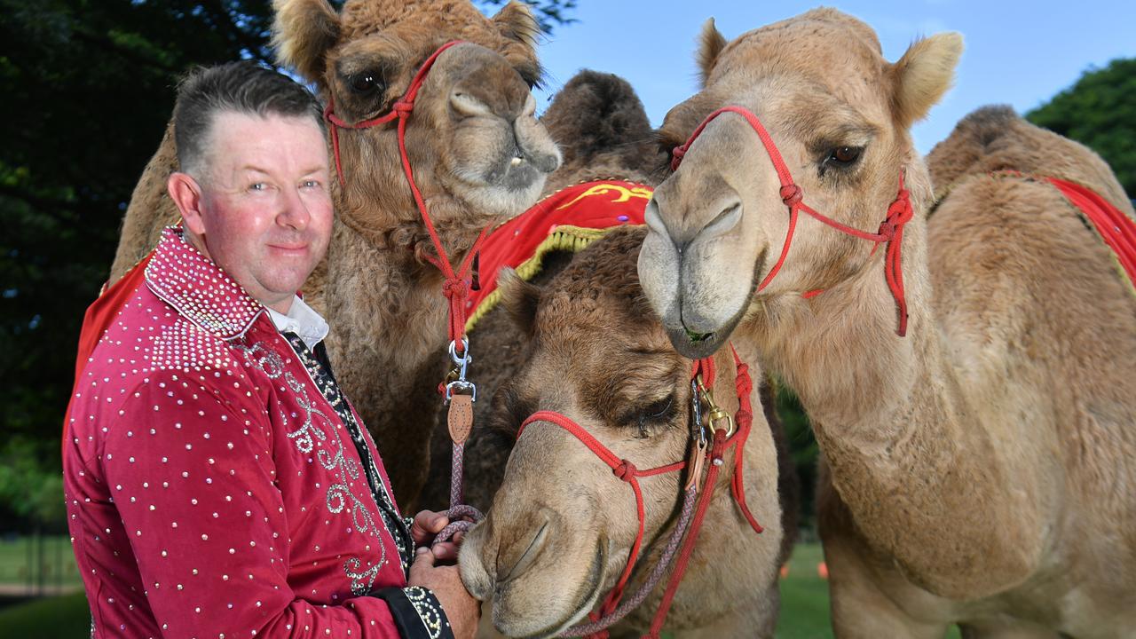 Meet camel sisters Sahara, Ruby and Cleo