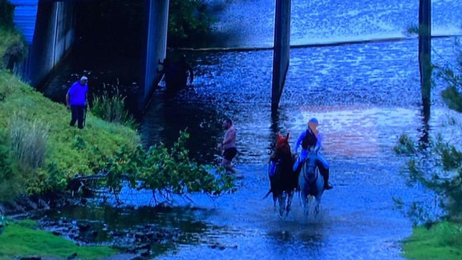 Princess Lunar being rescued from the canals after getting away at the Gold Coast. Picture: Supplied.