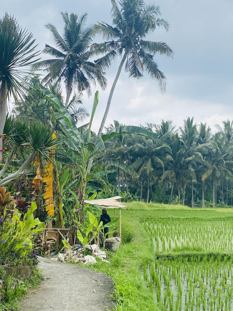 Breathwork and yoga studio ‘Let’s Get Lost’ opened in October 2023 and is set among beautiful rice fields in Pelatu.