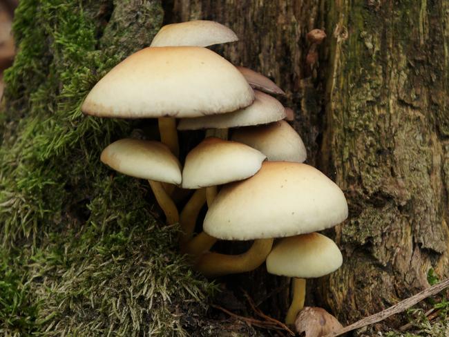 Psilocybe cubensis is a species of psychedelic mushroom, commonly called shrooms, magic mushrooms, golden tops, cubes, or gold caps. File picture: News Corp