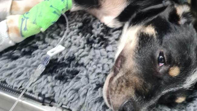 Rescue dog Beau required extensive surgery after being surrendered to DARE. Picture: Facebook