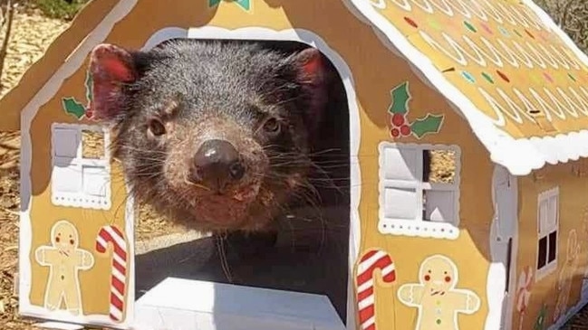 Santa Paws has visited the animals at Adelaide Zoo and Monarto Safari Park . Tasmanian Devil gingerbread house Picture: ZoosSA