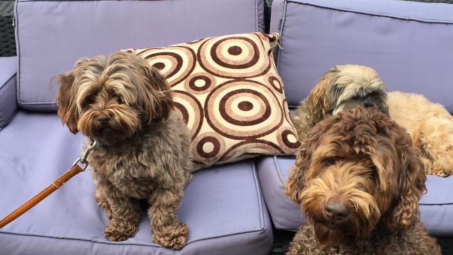 Alfie (left) and Barney. Alfie died from his injuries after he was mauled by a dog at Dixon Park in Merewether recently.