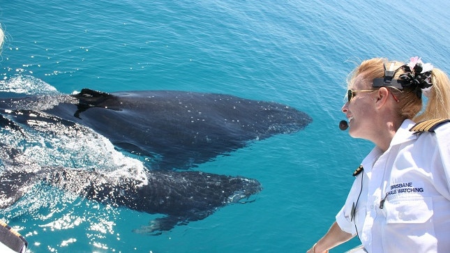 A humpback whale and her calf in Moreton Bay. Picture: Brisbane Whale Watching