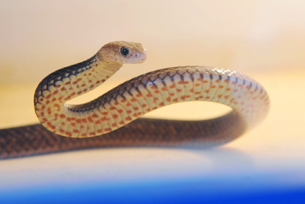 Alarm Over Scrubby Creek Suspected Snake Bite | The Courier Mail