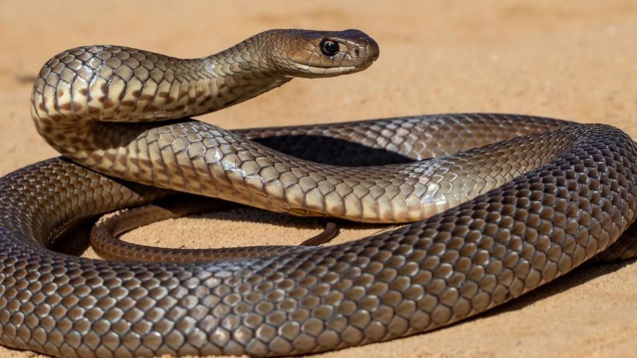 Patients transported to hospital after snakebites at Mareeba and ...