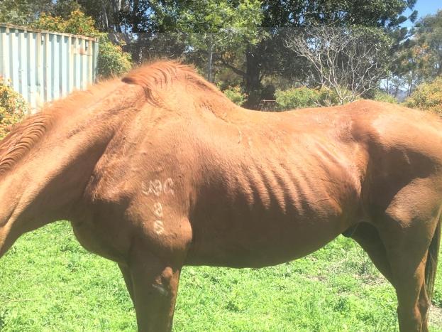 Milo was underweight, there was no hay on the property and his feet were trimmed but his teeth had not been done.