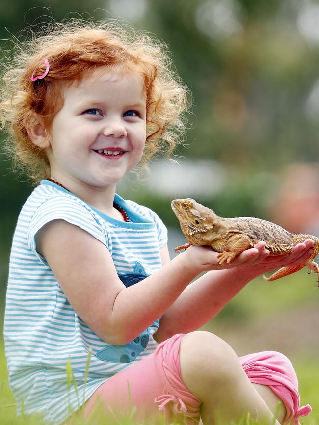 Willow Wilson, 3, with a central bearded dragon.