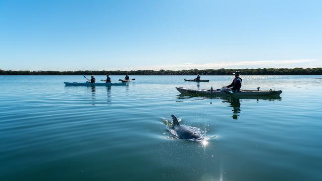 Dolphin Sanctuary Kayak Tours in Port Adelaide.