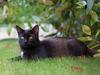 Another Vic council looks to confine cats