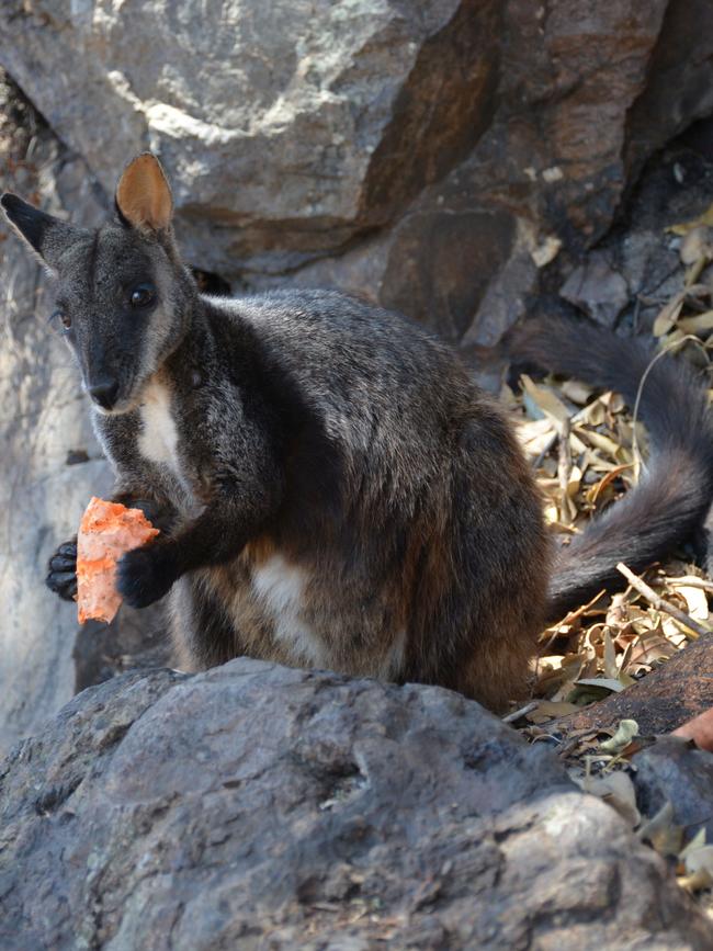 A vulnerable native brush-tailed rock-wallaby enjoying a sweet potato in Oxley Wild Rivers National Park. Picture: Woolworths